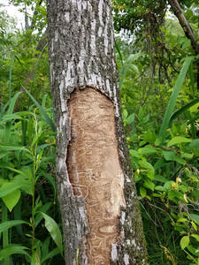 rochester-tree-care-service-diseased-bark_1