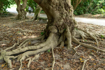 trees with roots that don't spread