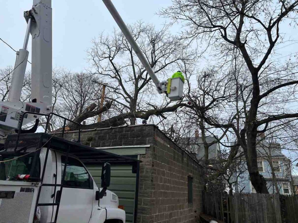 Top Rated Tree Service In Rochester
